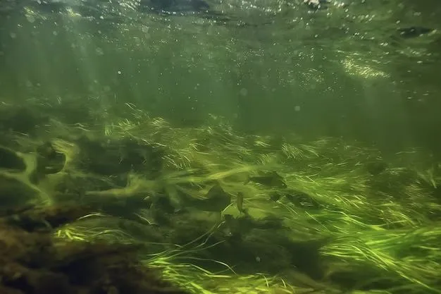 Водоросли