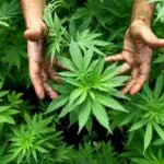 В Казахстане начнут выпускать «конопляные паспорта»