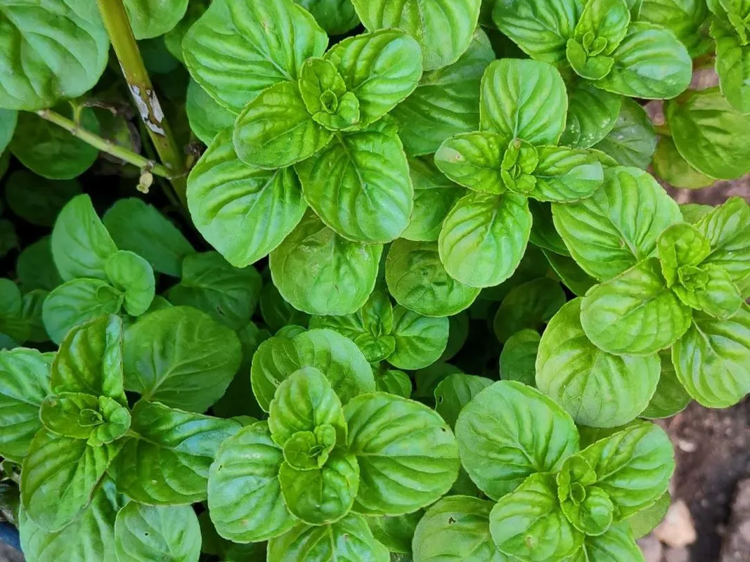 Водяная мята