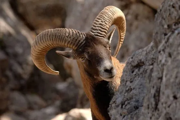 Краснокнижный архар