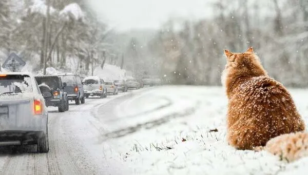 Прогноз погоды