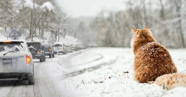 Прогноз погоды