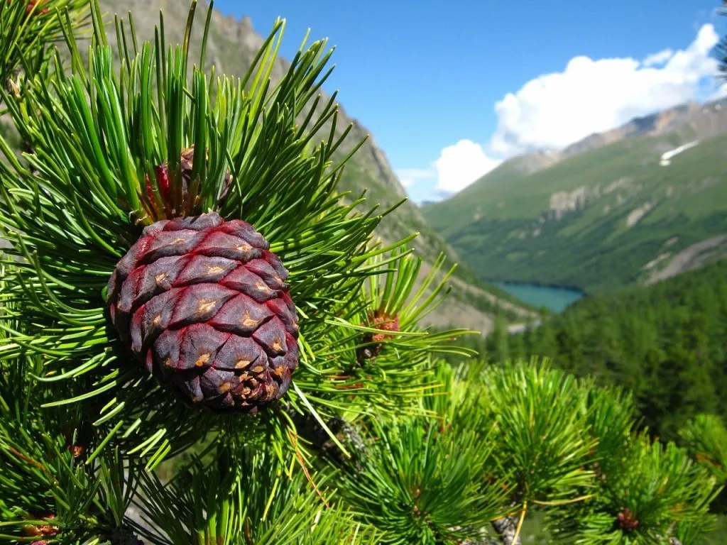 Горный кедр