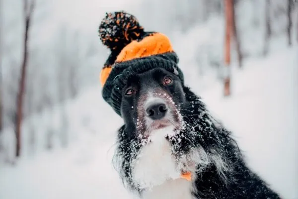 Прогноз погоды