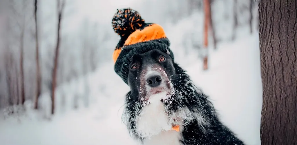 Прогноз погоды