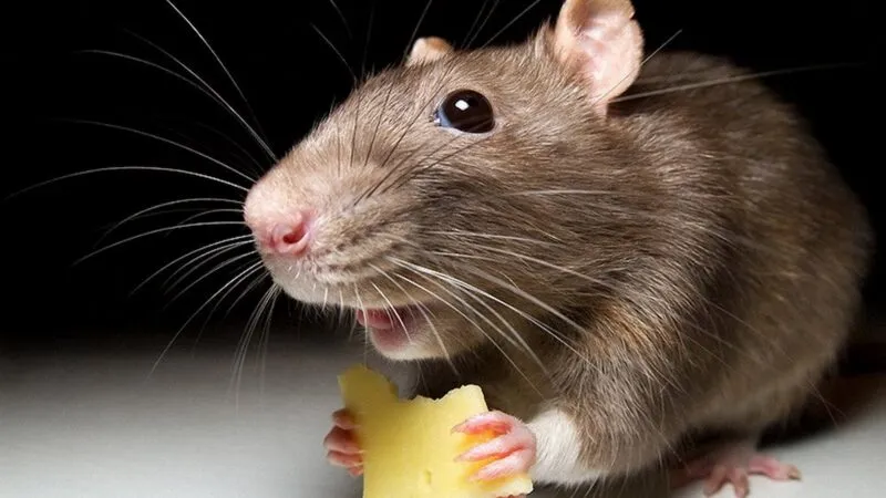 Сонник: крысы в сновидениях — что означает этот символ?