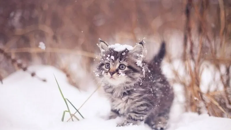 Погода 16 февраля в Караганде: туман, гололед и легкий снег