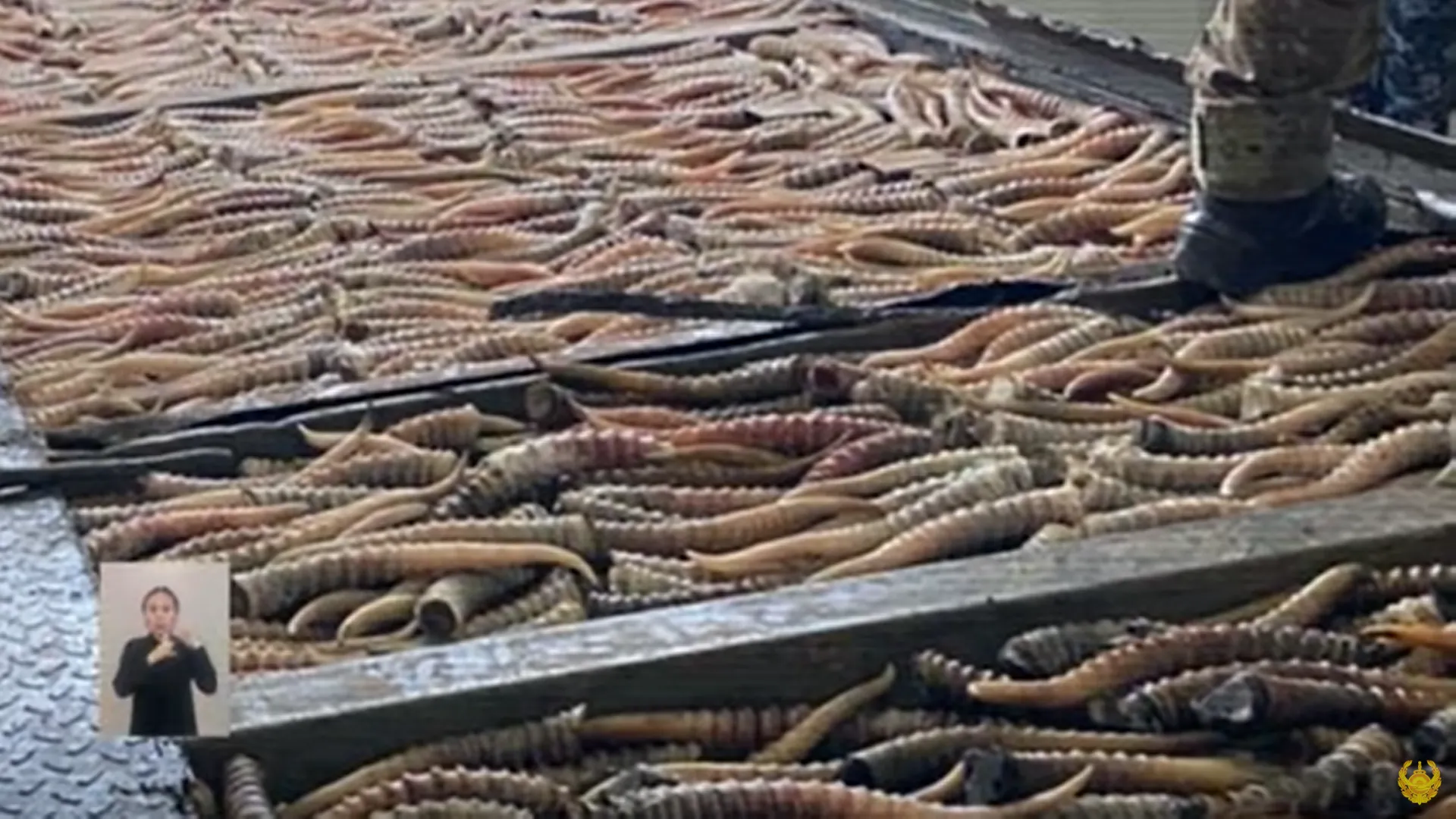 Контрабанда