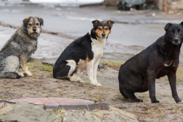 Бродячие собаки