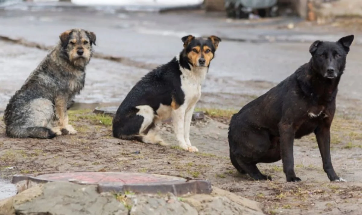 Бродячие собаки