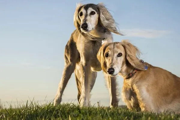 Казахская порода кумай тазы