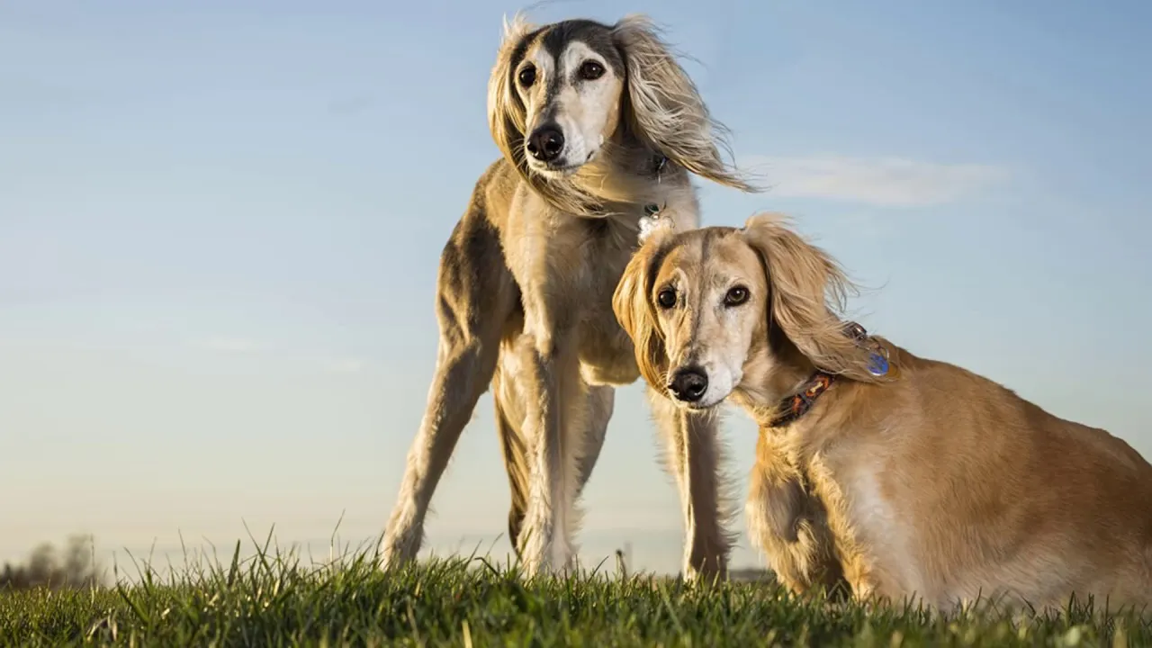 Казахская порода кумай тазы