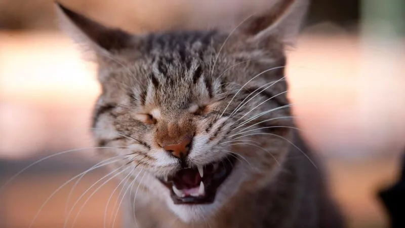 Что о вас может рассказать ваш смех: психологический тест