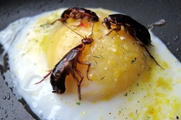Насекомое в еде / Фото иллюстративное