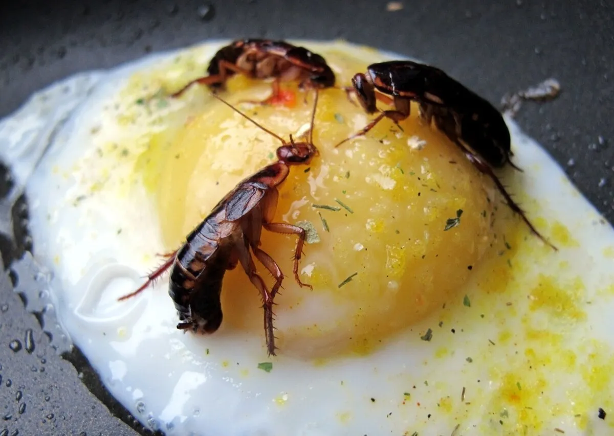 Насекомое в еде / Фото иллюстративное