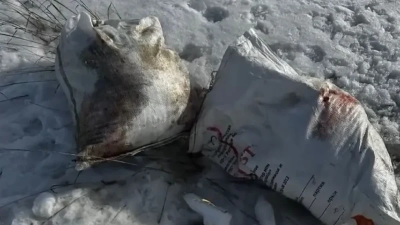 Жуткая находка в Караганде: кто-то отрезает собакам головы