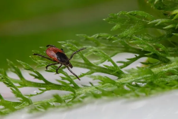 Как защитить себя от насекомых в Алматы в 2026 году