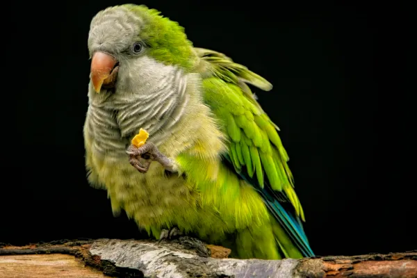 К чему снится попугай: толкование сна и значения, согласно соннику