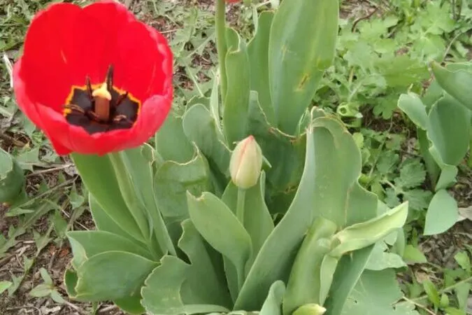 Тюльпан в руке — квитанция в кармане