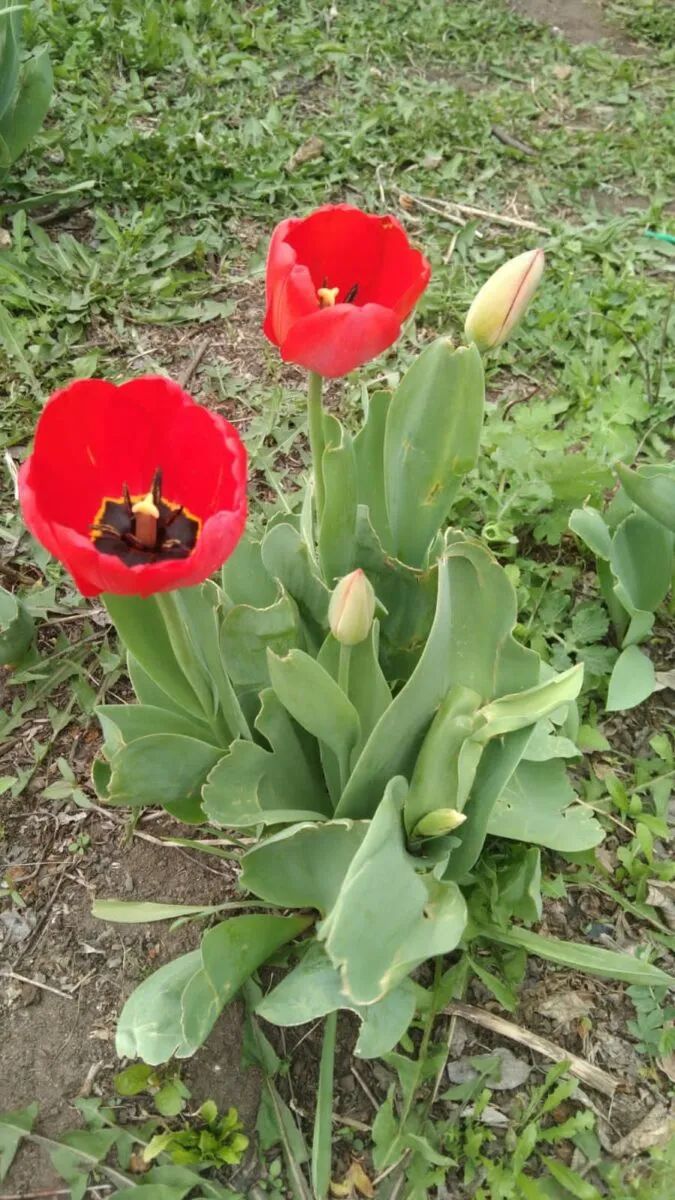 Тюльпан в руке — квитанция в кармане