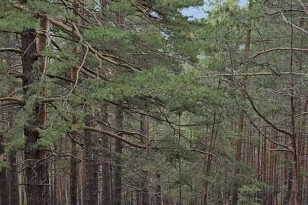 В Белодымовском филиале Национального парка «Буйратау» появится система раннего обнаружения огня