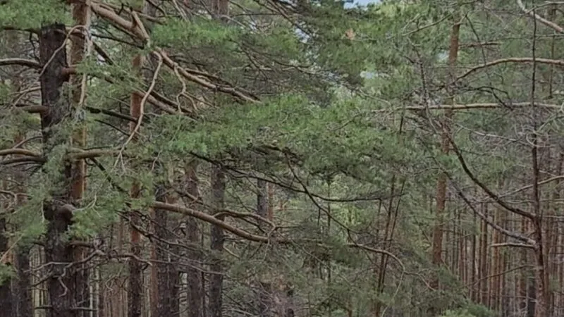 В Белодымовском филиале Национального парка «Буйратау» внедрят систему раннего обнаружения огня