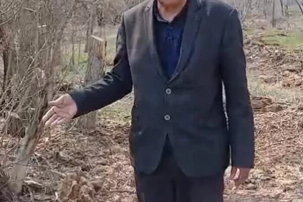 Карагандинцам пояснили, что в Центральном парке продолжается вырубка больных и старых деревьев