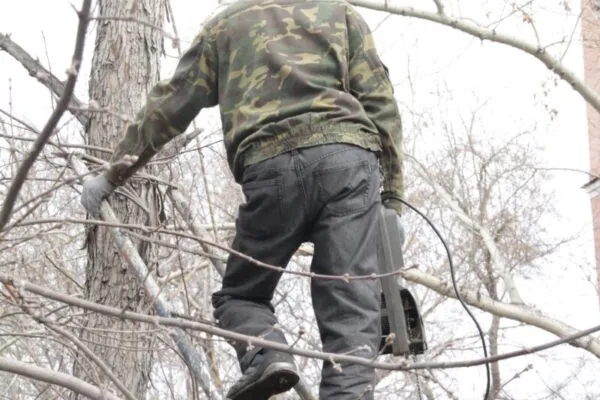 Слишком радикальный уход: В Темиртау продолжаются работы с зелеными насаждениями