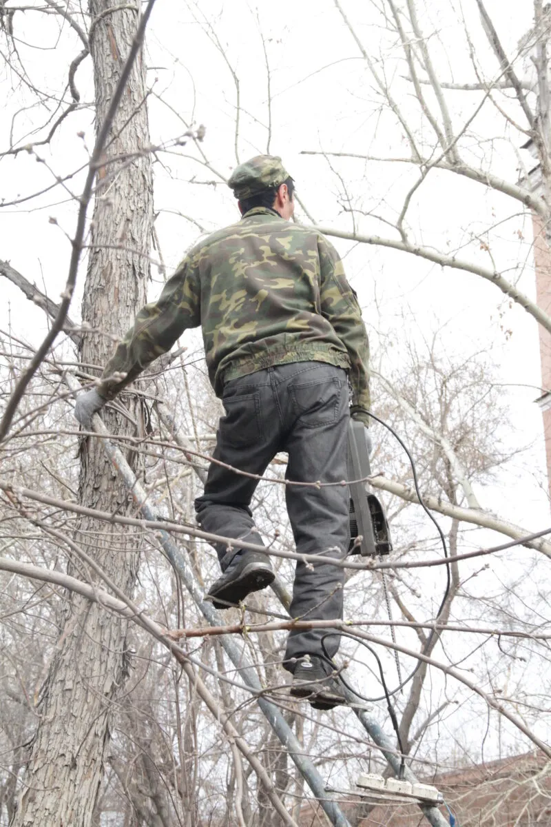 Слишком радикальный уход: В Темиртау продолжаются работы с зелеными насаждениями