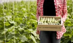 Казахстанцы предпочитают свои овощи