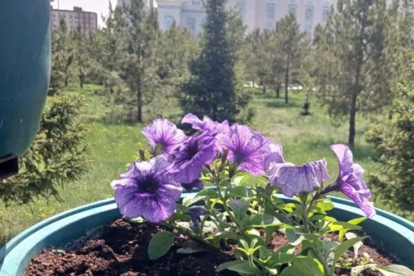 В Караганде из вазонов у мечети за ночь выкопали 20 кустов петунии