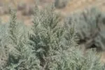 Аллергики в Казахстане получат более доступное лечение благодаря полыни
