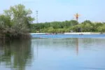 В Караганде собаки атаковали дикую утку в Центральном парке