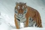 К чему снится тигр: сонник, толкование сна и значение сна