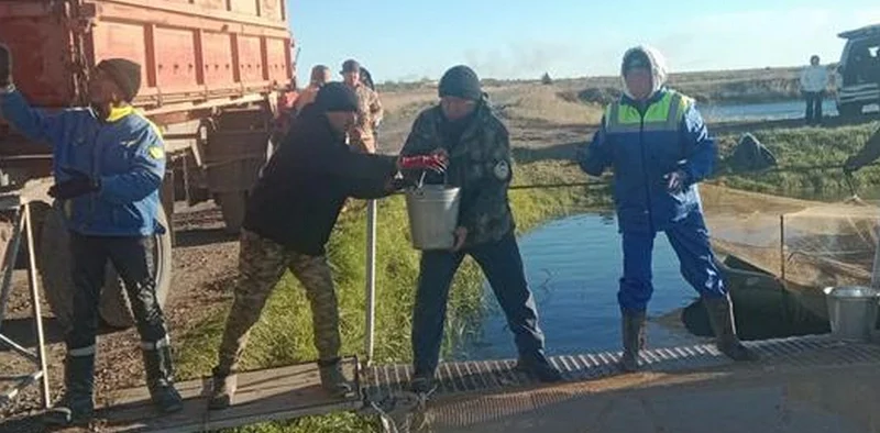 В Балхаше выпустили первые 180 тысяч саженцев сазана