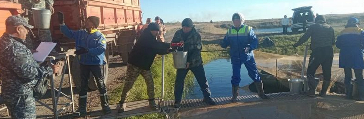 В Балхаш выпустили первые 180 тысяч сеголеток сазана