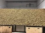 В Карагандинской области активно развивают производство зерна, картофеля и семян